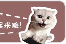 Jo厨怎么给猫取名？猫舍怎么取名-第1张图片-