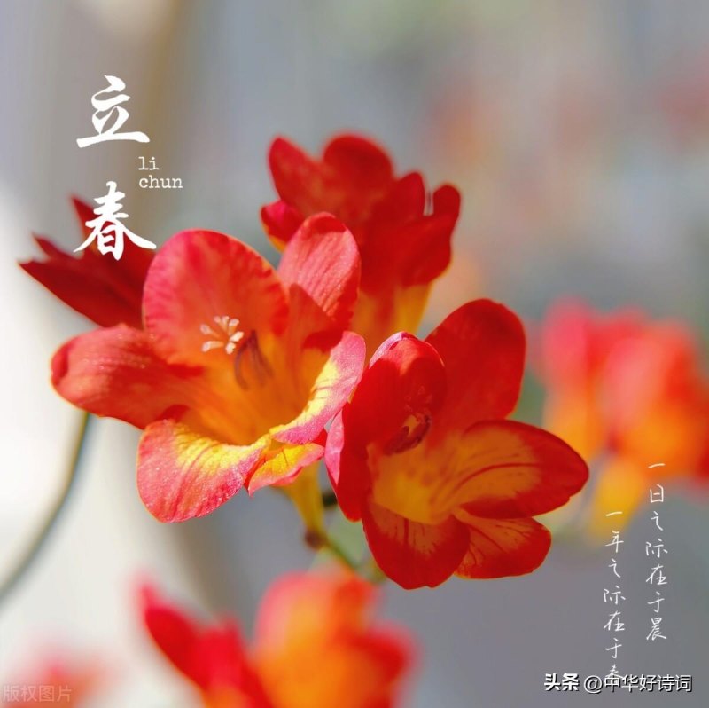立春节气最美的诗词大盘点，二十四节气立春的诗词歌赋有哪些-第12张图片-