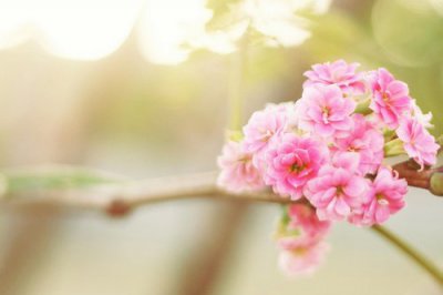 ​群主新年祝福97句