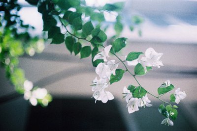 ​小树写比喻句13句