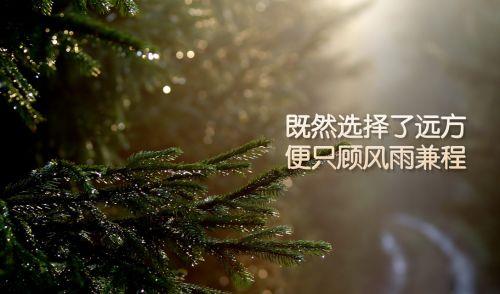 中秋节祝福语优美句子