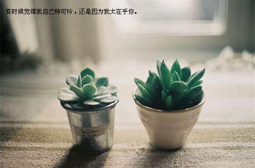 荷花优美句子语录