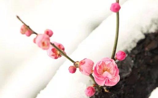 最新的姓黄的男孩名字(带解释) 高分有寓意