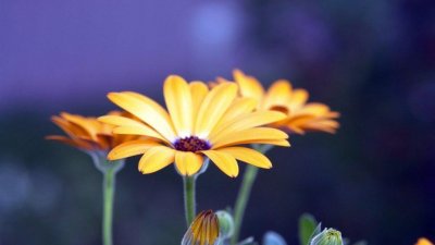 ​女孩小名叫七月好不好 女孩取名子衿的寓意