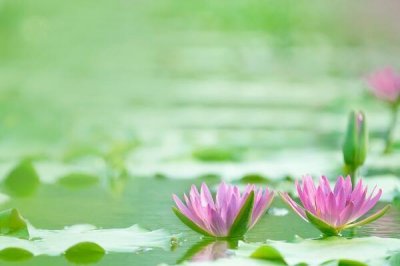 兔年女孩名字优雅诗经 女孩名字要多少笔画好