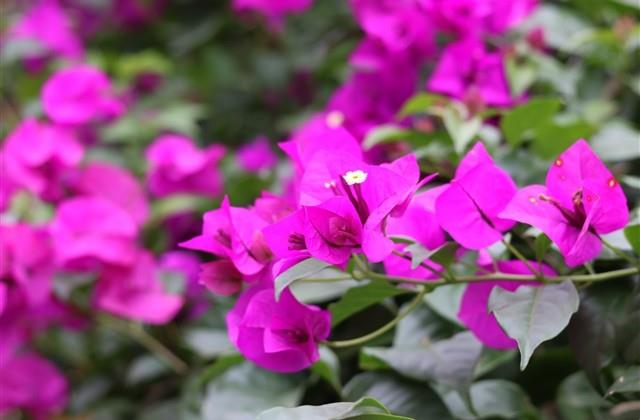 cf一个字的名字大全(共423个)